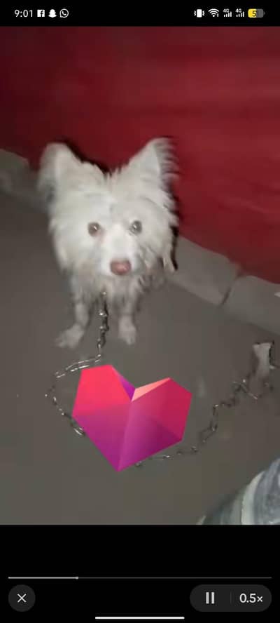 30000 long hair dog