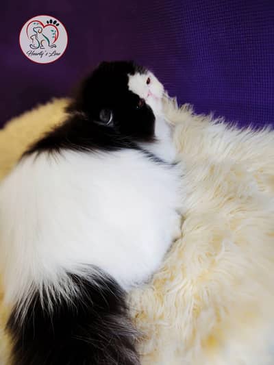cfa piki male not for sale only stud . .