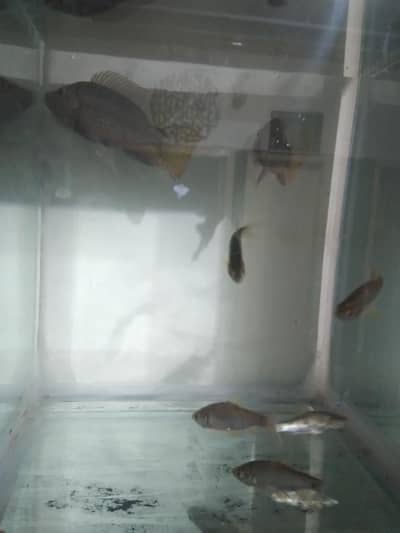 7 Fish
