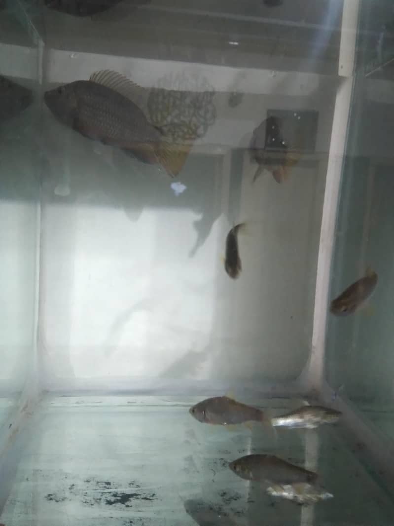 7 Fish 0