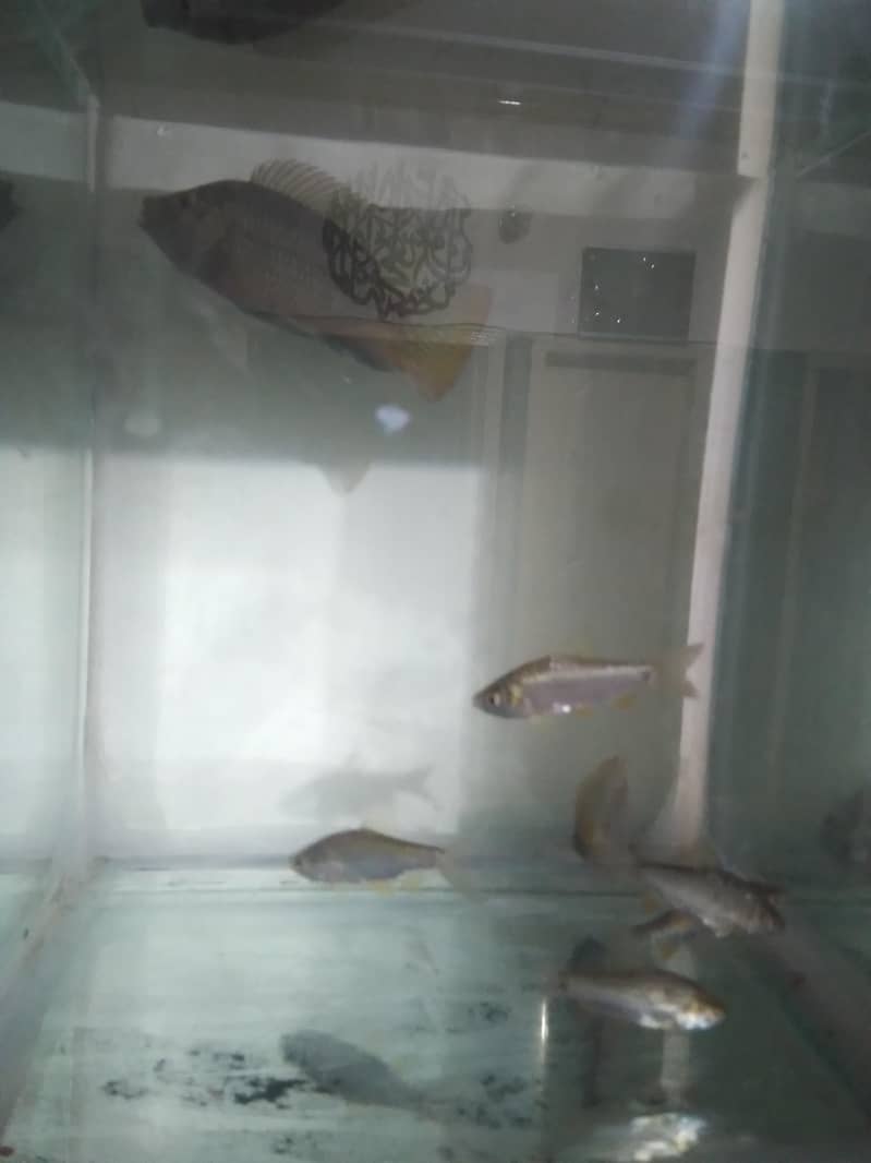 7 Fish 1