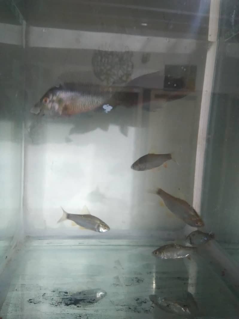 7 Fish 2