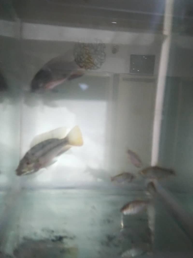 7 Fish 3