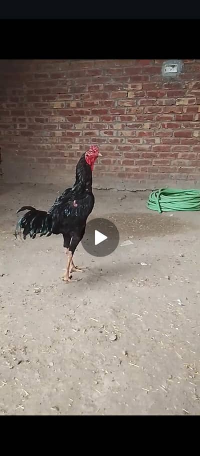 aseel murgh