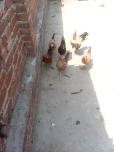 1 Murga For Sale