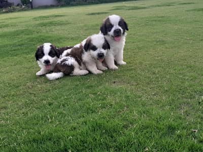 saint Barnard puppies  available