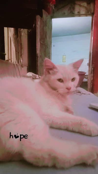 white Persian cat for sale