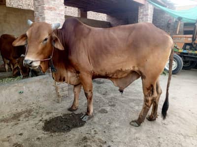 wacha for sale