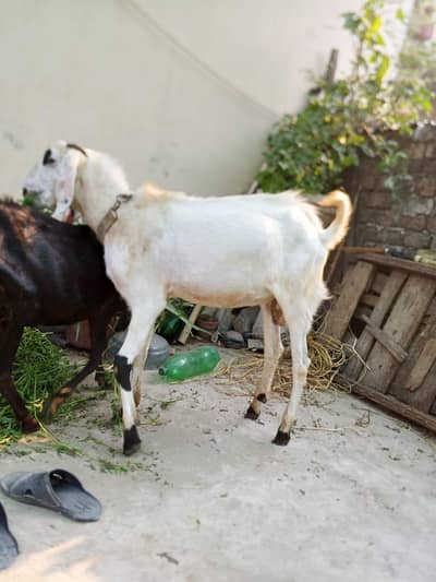 2 dant ka hai qurbani ky liye ready hai