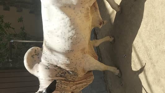 Bulls sale