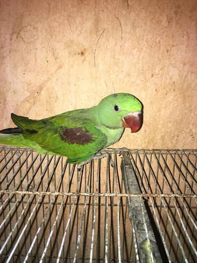 Kashmiri Raw parrot/Ring neck