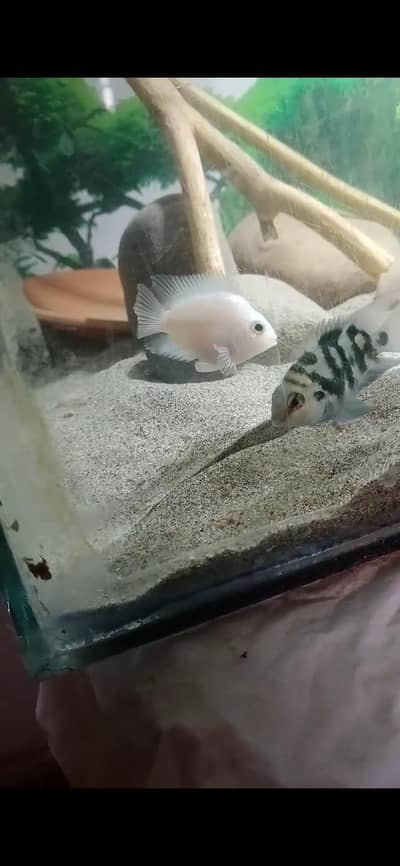 polar parrot for sale
