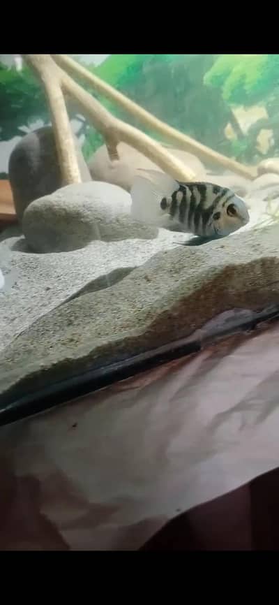 polar parrot for sale