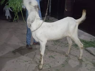 Bakra  in Reasonable Price
