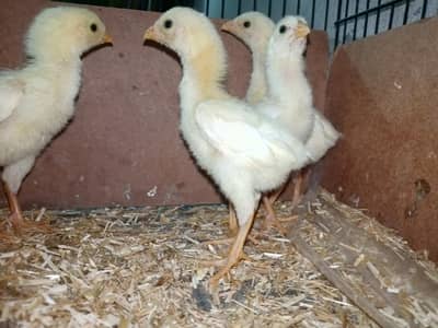 Top Quality white king jepnees shamo Chiks