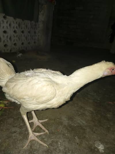 one Hera female or lasani murga2 hai or aik murgi hai