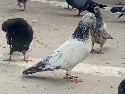 shahjhanpuri or moti wali female