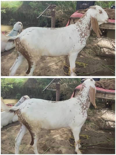 beautiful Bakra makhi chena
