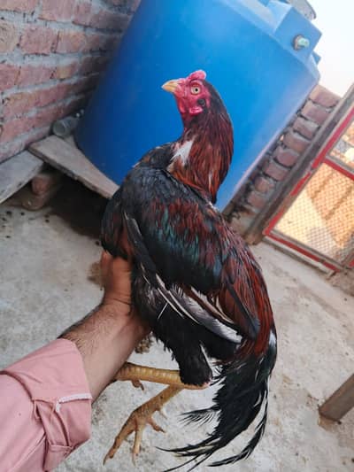 pure aseel  milat colage ghulam muhmmad abad sulmniya colony