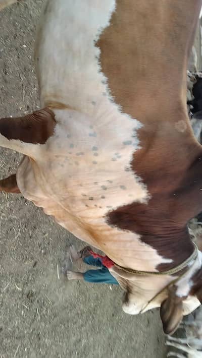 Qurbani bull for sale  at good rates Eid offer 800000