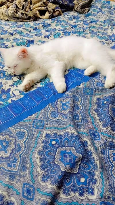 triple coat active cat. 03345579488