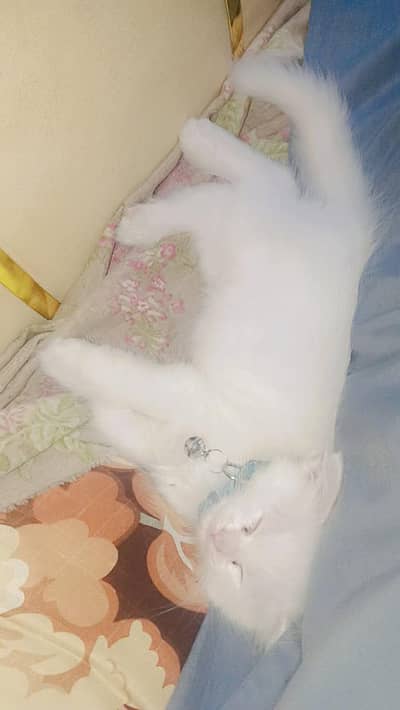 persain cat