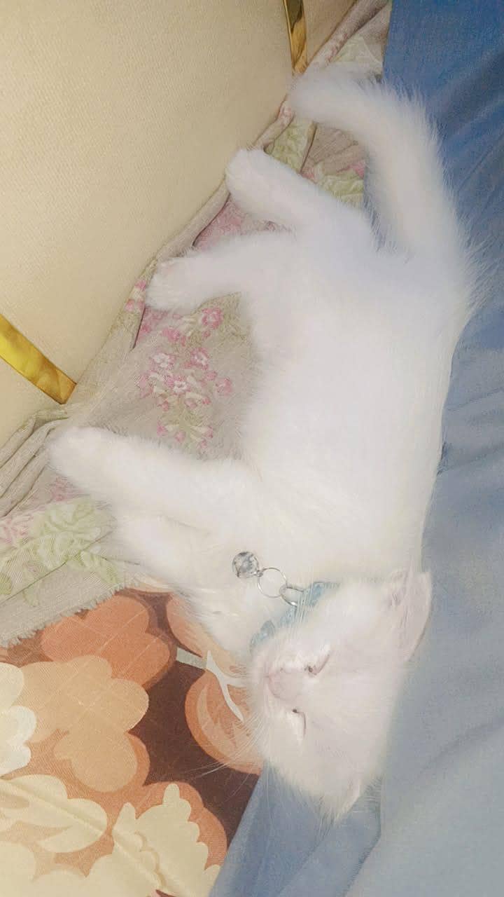 persain cat 0