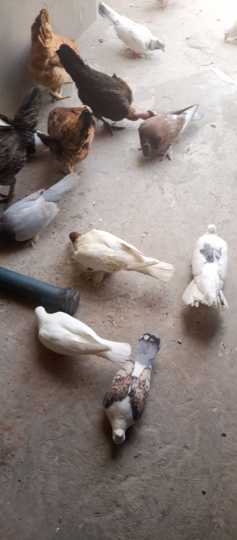 birds 0