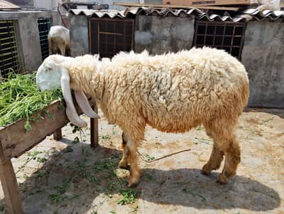 Sheep|Chatara|Kajala|Goat| Qurbani ka janvar| Male
