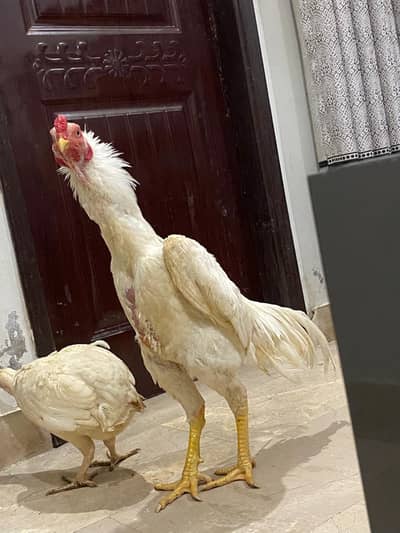 King Shamo Breeder Pair Egg laying