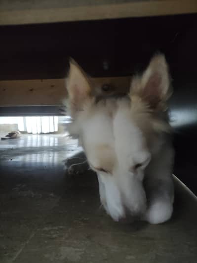 Russian samoyed dog