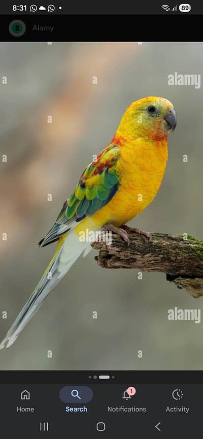 Rump parrot pair