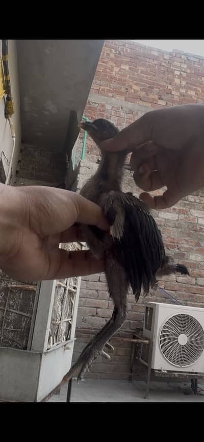 Pure Thai Aseel Chicks | Thai Aseel