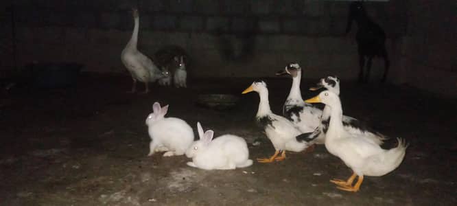 Young Desi ducks