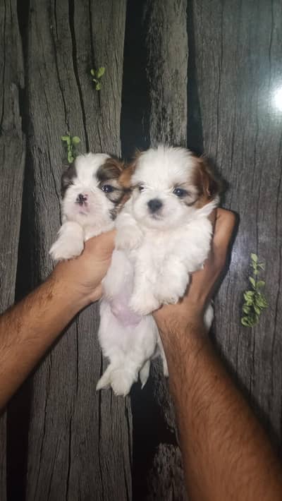 shirzu puppy