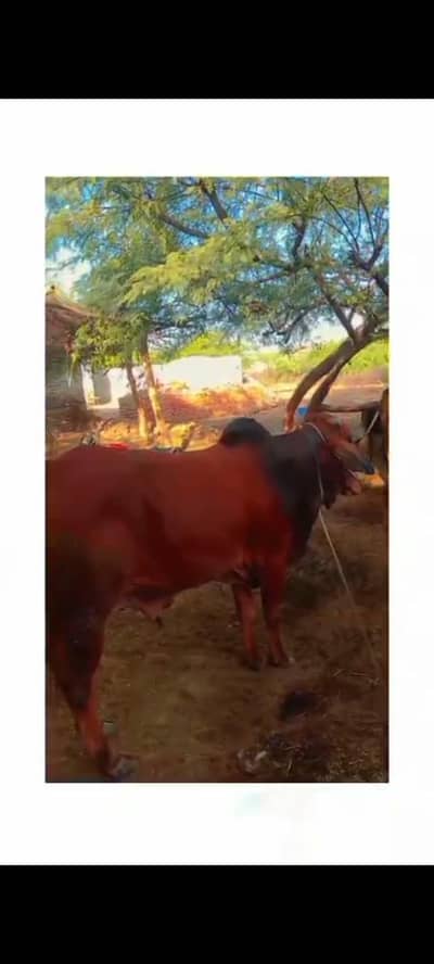 qurbani k janwer