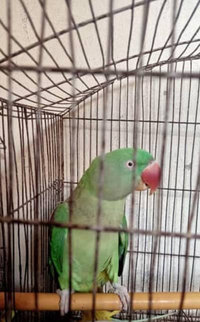 Raw parrot Female Face to Face Talking and breder