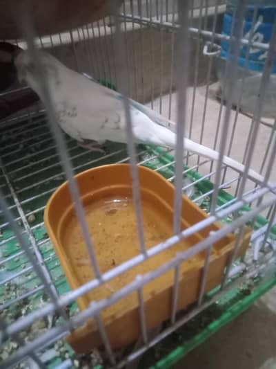 budige pair and Finch pair