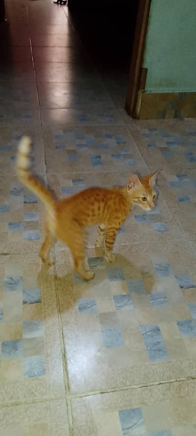 cat female sale WhatsApp 03142863255