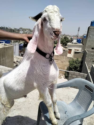 Ando Bakra