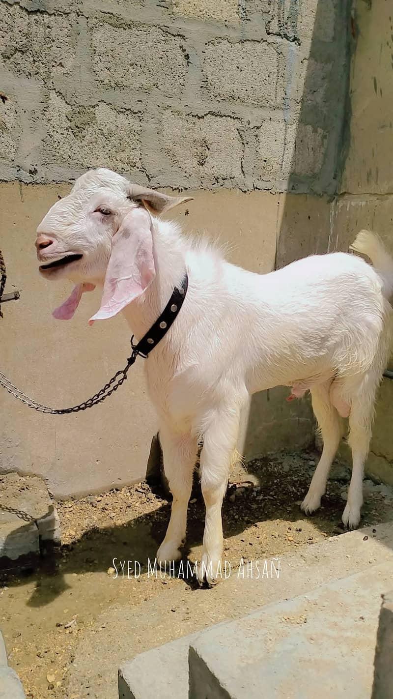 Ando Bakra 1