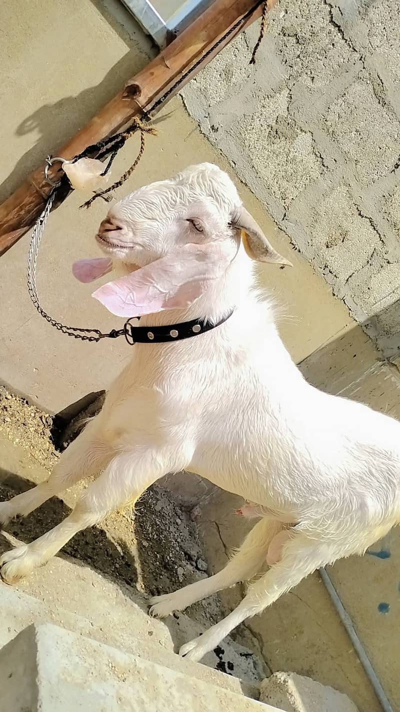 Ando Bakra 2