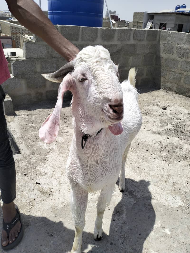 Ando Bakra 3