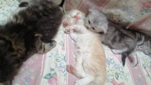 Persian Kitten Available
