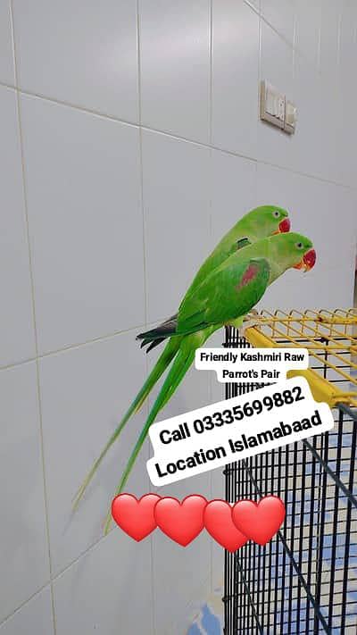Pair Hand Tamed Friendly Kashmri Raw Parrots Male/Female