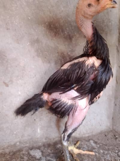 Aseel chick for sall 1 pic ke price 5000 ha