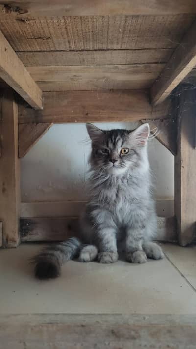 Persian male cat