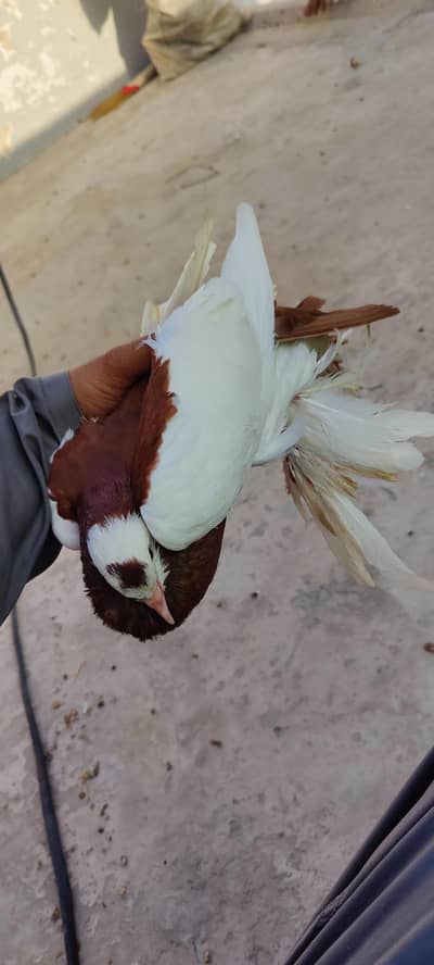 Ghubara Pouter Male Pigeon