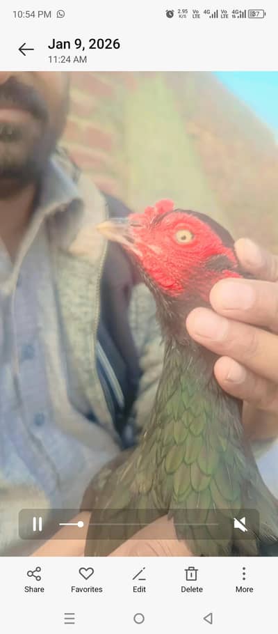 mianwali piar full ziro size