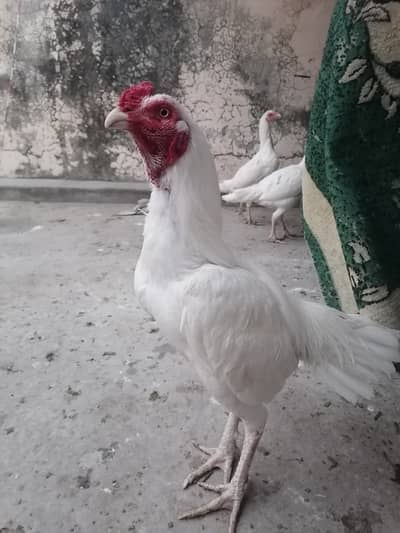 Heera aseel set 5 female 1 male